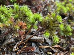 Dendroligotrichum