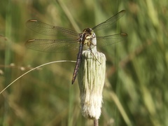 Dasythemis mincki