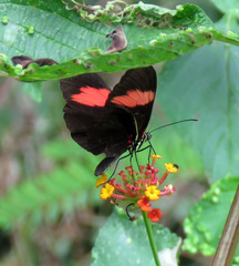 Heliconius melpomene flagrans