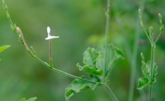 Rhinacanthus xerophilus