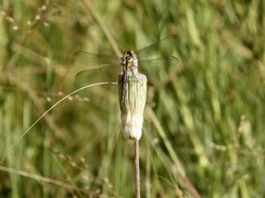 Dasythemis mincki