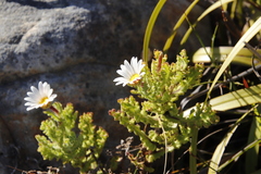 Arctotis aspera aspera