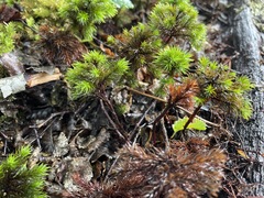 Dendroligotrichum