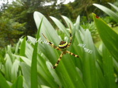 Argiope minuta