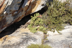 Arctotis aspera aspera