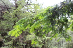Taxus globosa