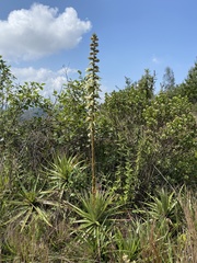 Puya navarroana