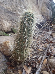 Echinocereus ledingii