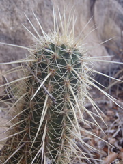 Echinocereus ledingii