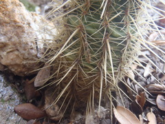 Echinocereus ledingii