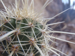 Echinocereus ledingii