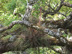 Tillandsia juncea