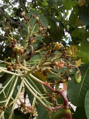 Anacardium