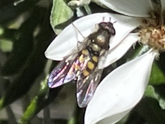 Syrphus octomaculatus