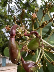Anacardium