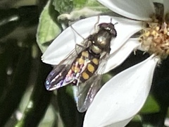 Syrphus octomaculatus