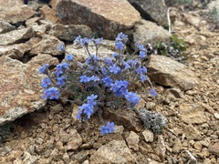 Eritrichium aretioides