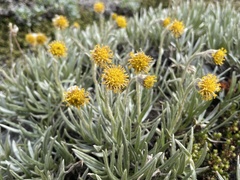 Senecio magellanicus