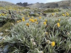 Senecio magellanicus