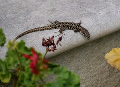 Podarcis muralis