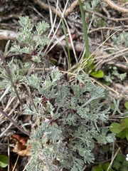 Artemisia borealis