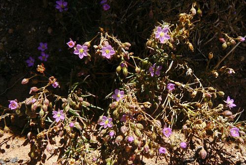 Spergularia fimbriata image