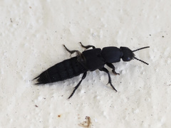 Platydracus tomentosus