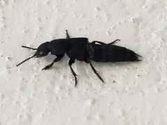 Platydracus tomentosus