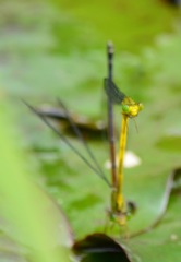 Ceriagrion fallax