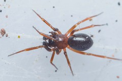 Microneta