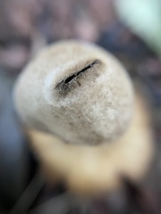 Geastrum