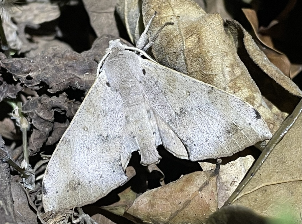Andriasa mitchelli