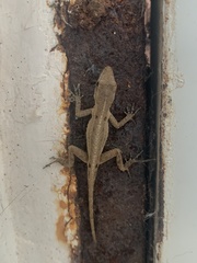 Anolis