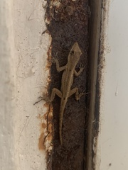 Anolis