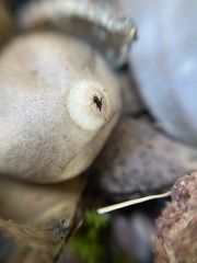 Geastrum
