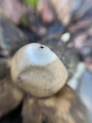 Geastrum