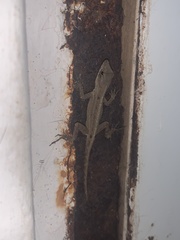 Anolis
