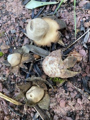 Geastrum