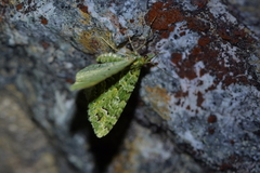 Pasiphila melochlora