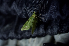 Pasiphila melochlora