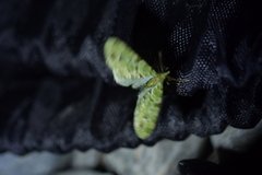 Pasiphila melochlora