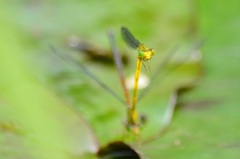 Ceriagrion fallax