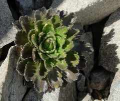 Pachycladon enysii