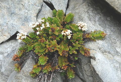 Veronica macrocalyx macrocalyx