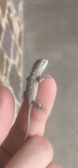 Sceloporus consobrinus
