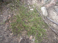 Selaginella underwoodii