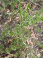 Selaginella underwoodii
