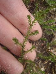 Selaginella underwoodii