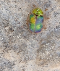 Eurypepla brevilineata