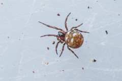 Mysmenidae